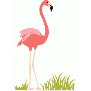 flamingo